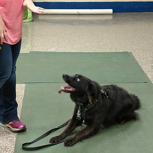 Catawba Valley Obedience Club, Hickory NC